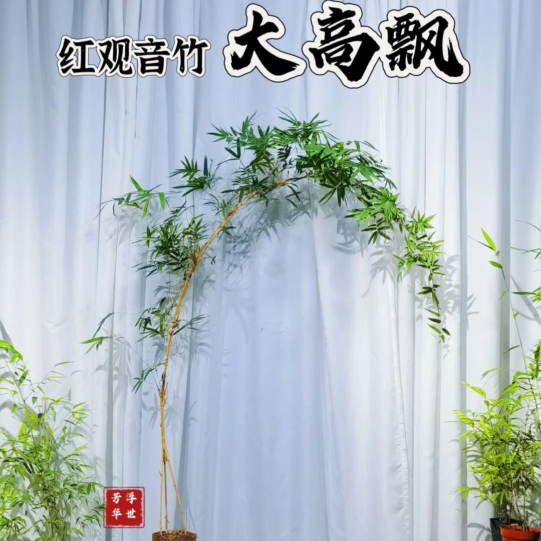 红观音竹大高飘杆型稀少国风禅意绿植鸿运竹1.5米以上月牙弯老桩