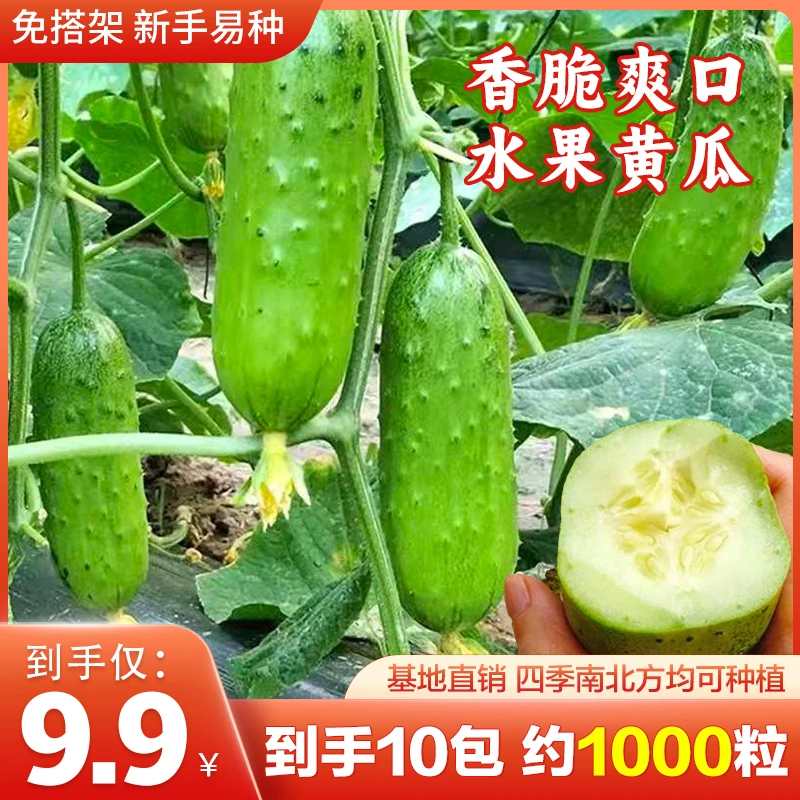 【9.9元10包】水果黄瓜种子小黄瓜苗蔬菜种籽春季四季盆栽无架