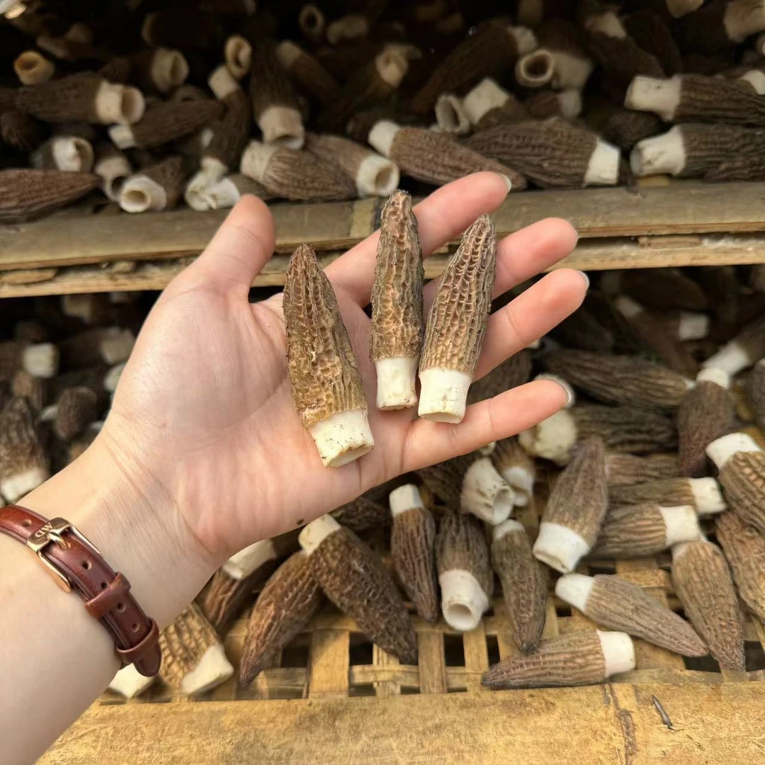 当季新货黑六妹（4-6公分）半斤250克装头茬肉厚煲羊肚菌汤 羊肚菌