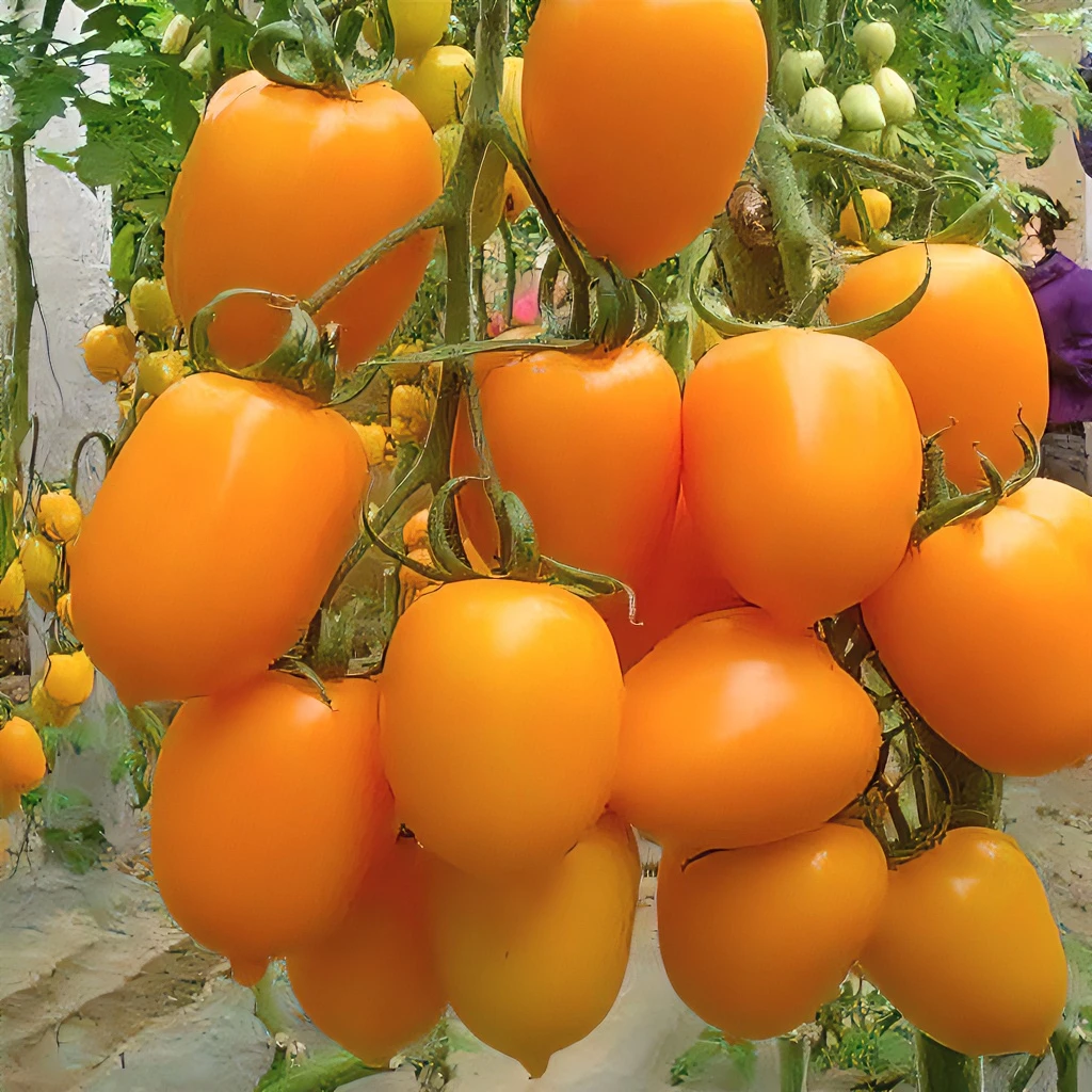 新鲜黄罗曼番茄黄色圣女果食用农产品生鲜天然包赔