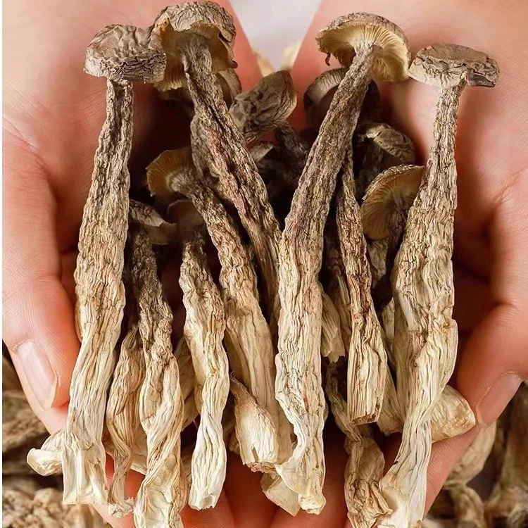 新鲜鹿茸菇干货 云南特产煲汤脆菇