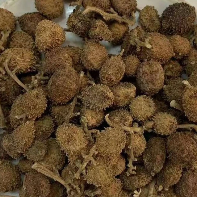 精选农户自晒 春沙仁