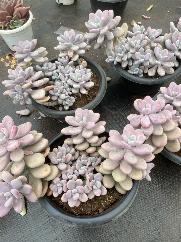 桃蛋超级大3盆黑盆架子上
