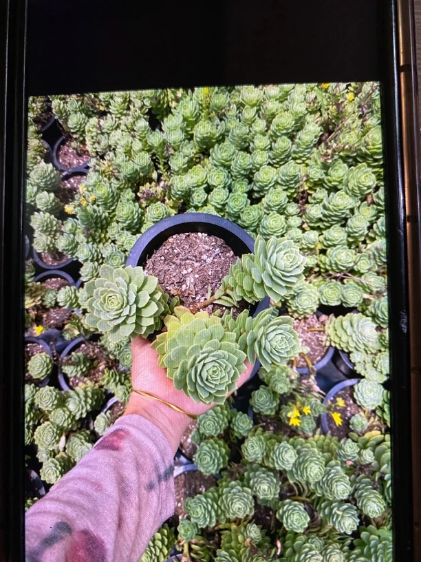 绿蔷薇三盆山上多头群生