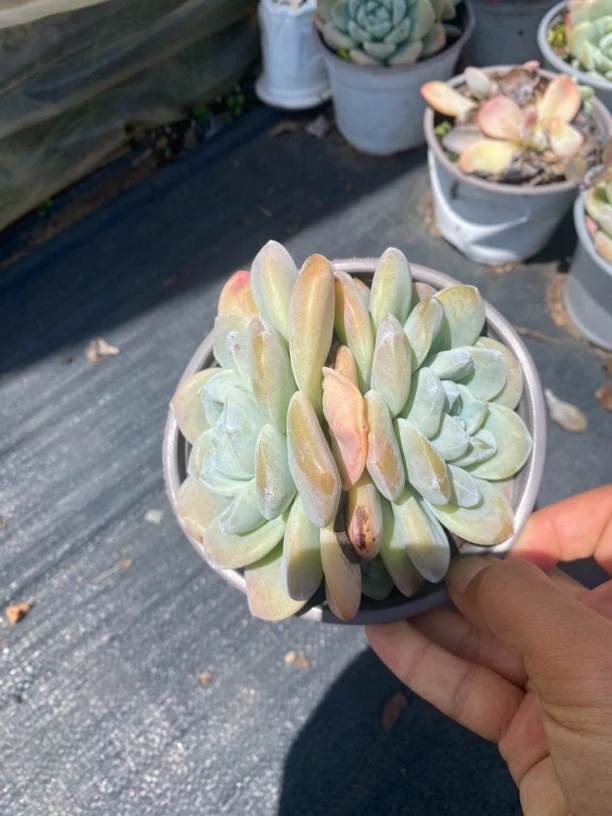奶油冰玉双头起发多肉植物