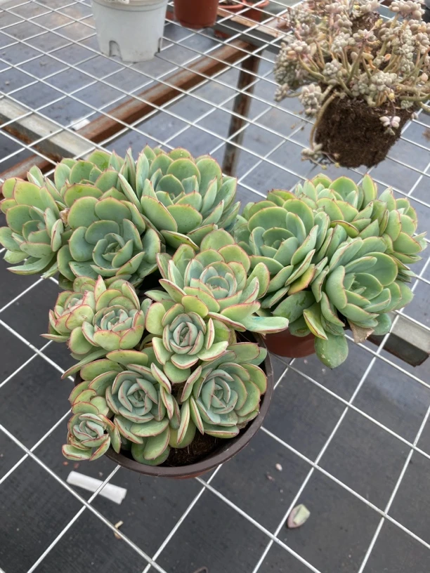 牡丹亭多头群生多肉植物3头起