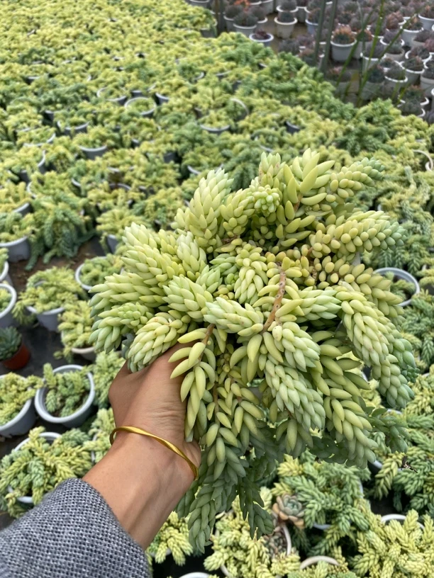 象牙玉坠部分掉叶不售后带盆土发