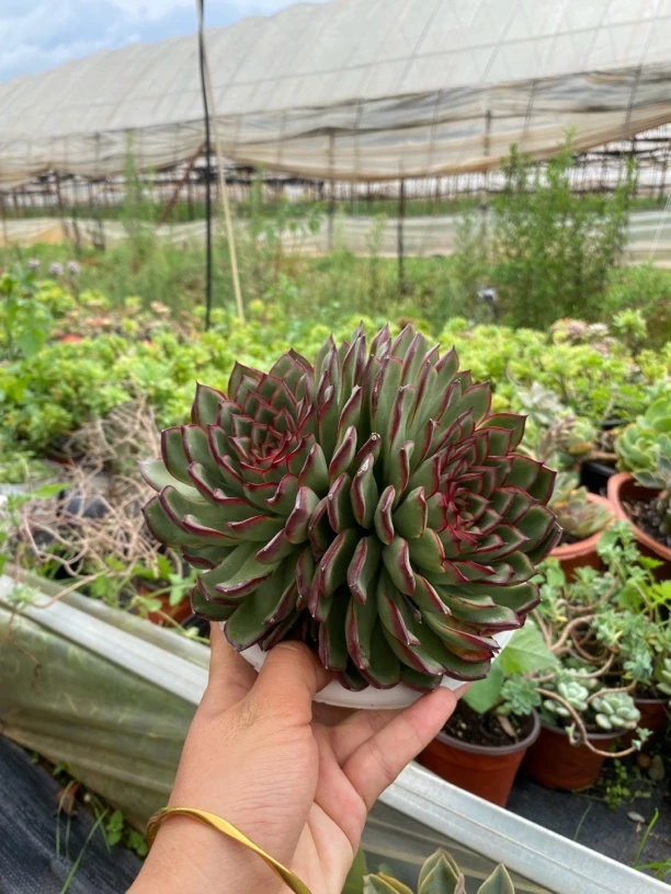 萤火虫双头起发整桩