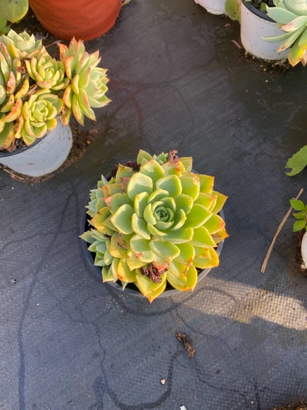 三色堇120杯 2盆山上单头带仔