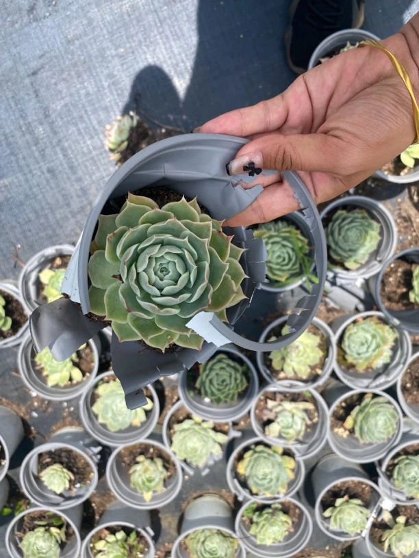 蓝丝绒3盆单头山上120杯