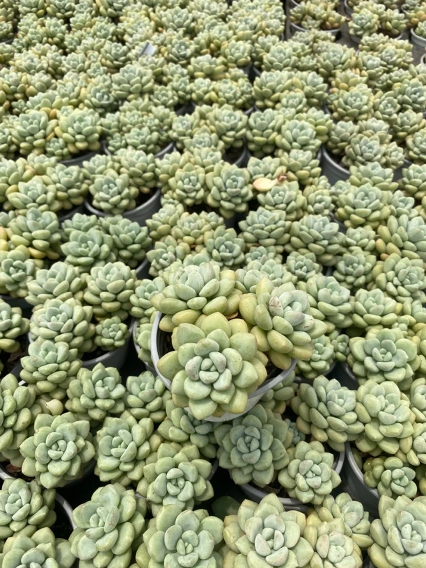 泡泡糖精控精养老桩