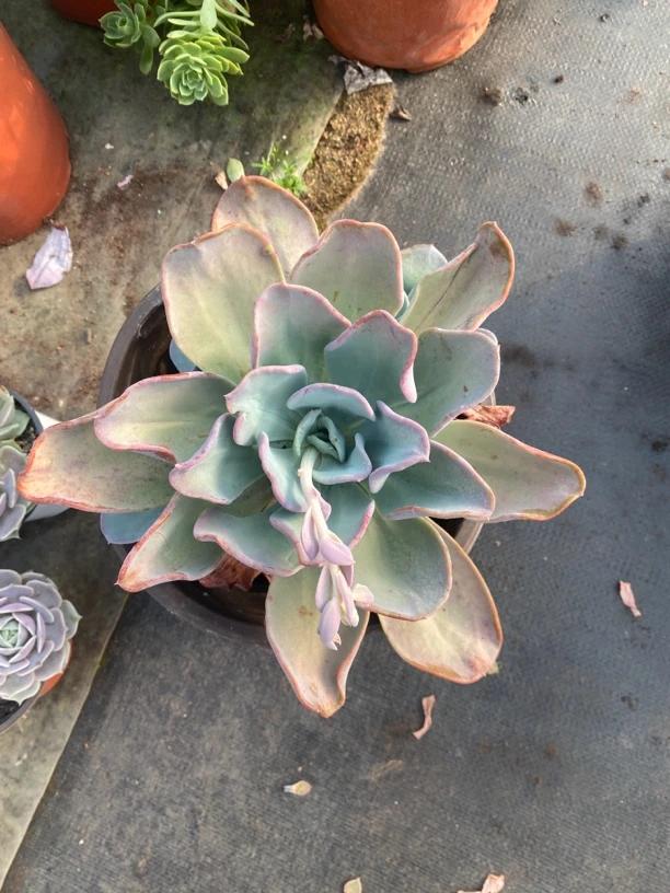 疯狂锦红盆多肉植物