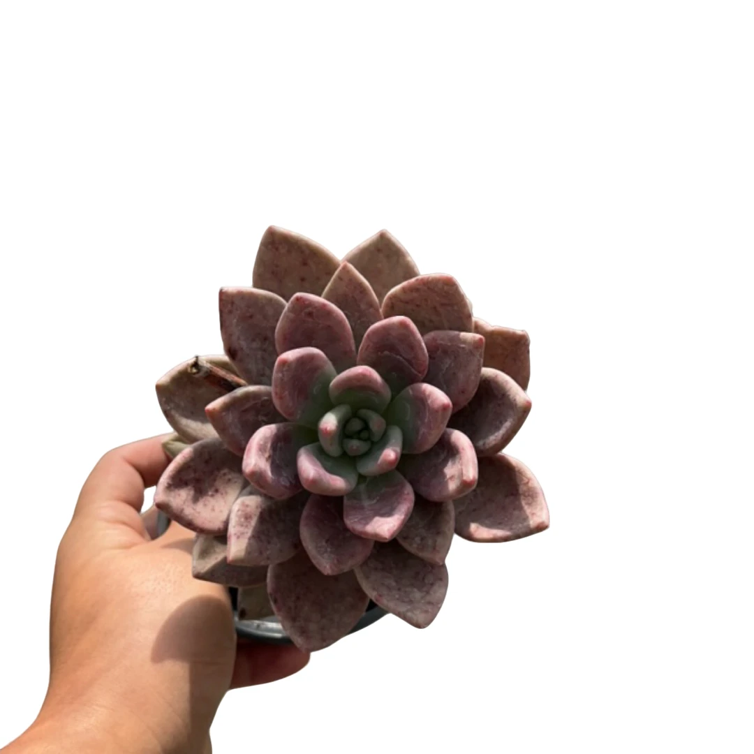 桃花源单头起（好看好养木质老桩）