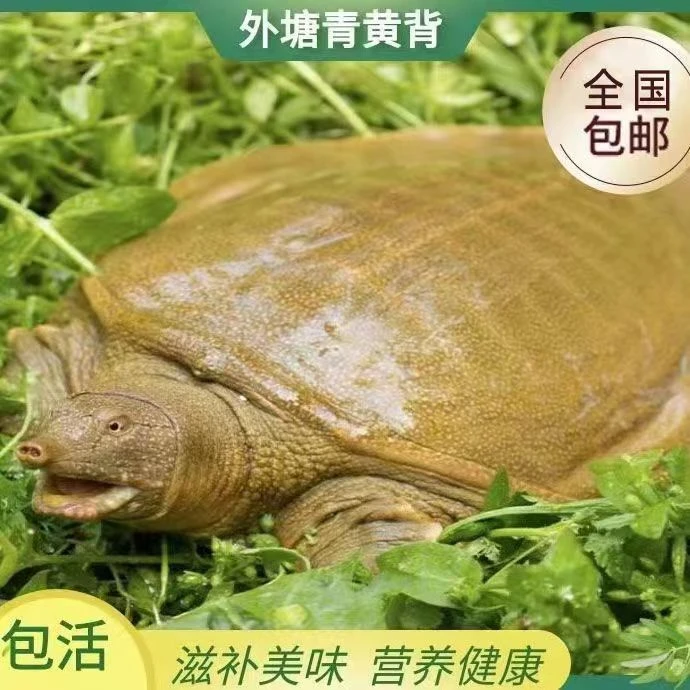 外塘生态公甲鱼老鳖 直播间一物一拍 《鲜活发货路上损耗1-2两》