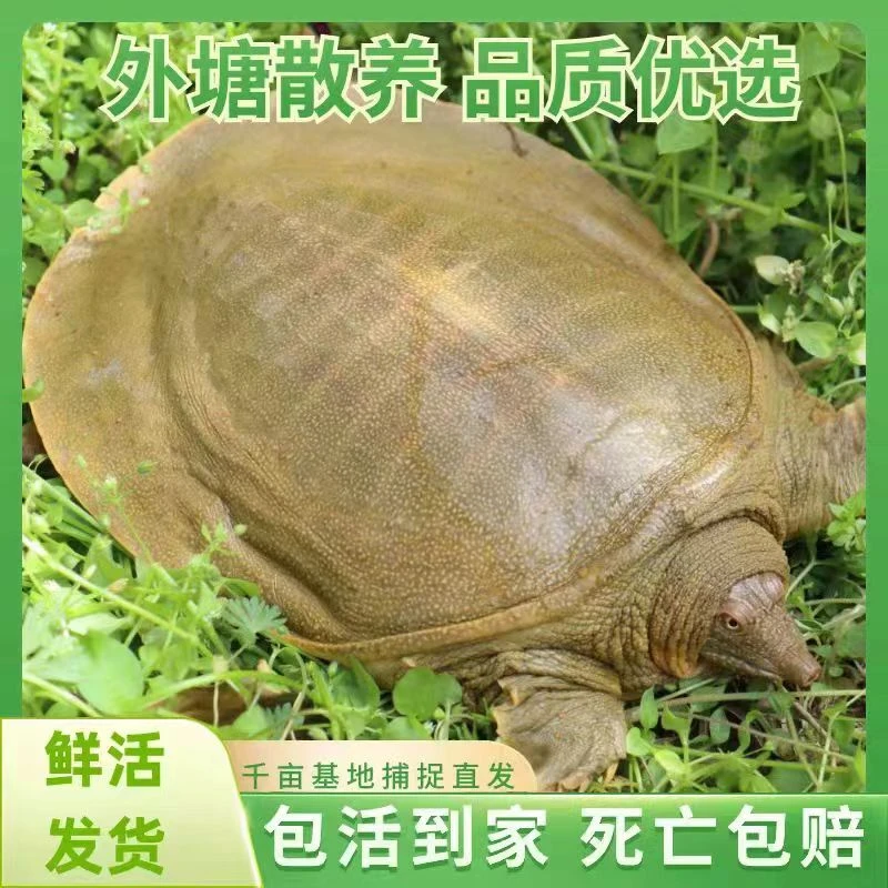 外塘生态公甲鱼 微瑕福利款直播间改价链接