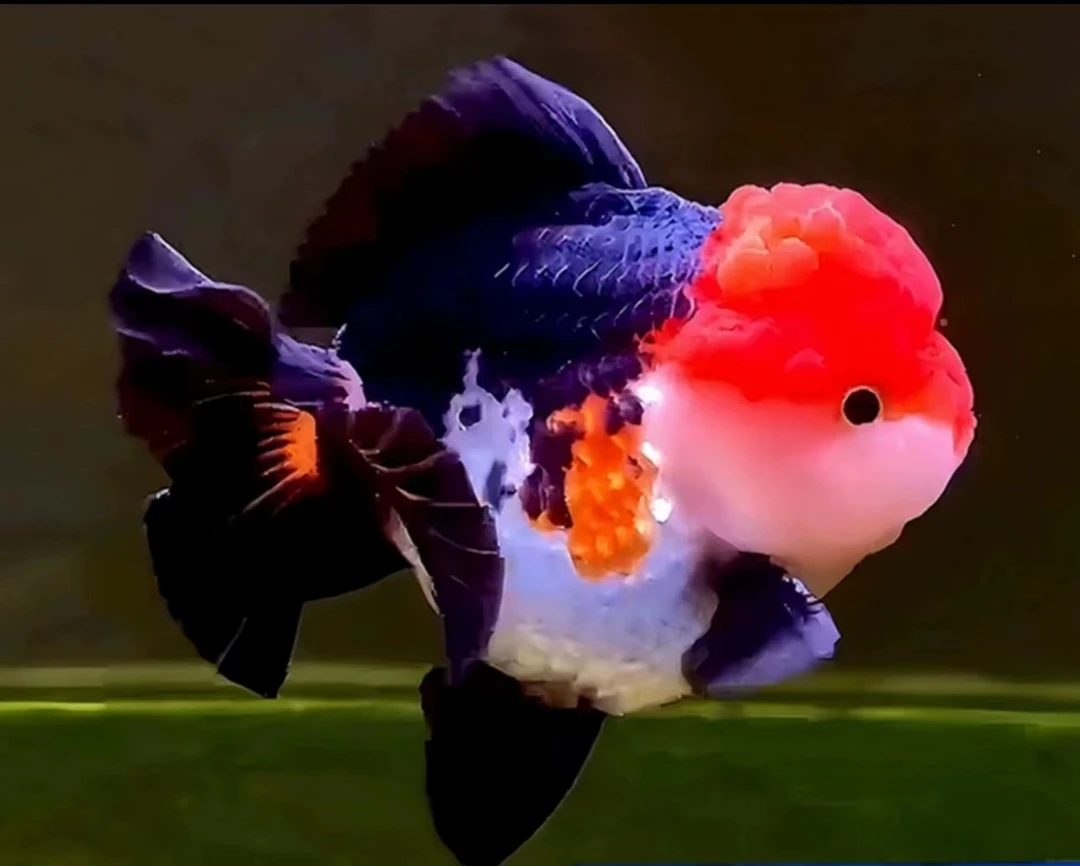 金鱼冷水鱼好看耐活渔场直发顶红兰寿国狮泰狮龙睛鎏金水泡