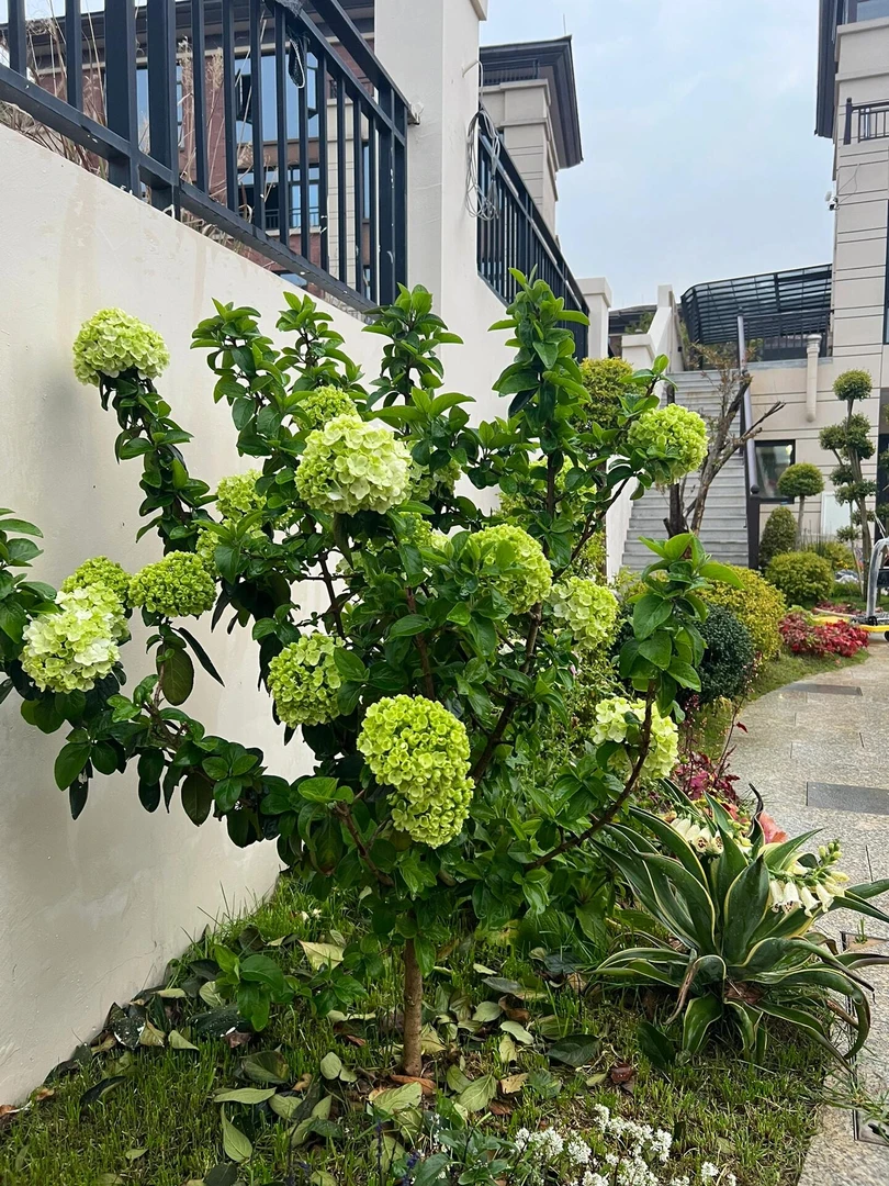 中华木绣球大花一物一拍