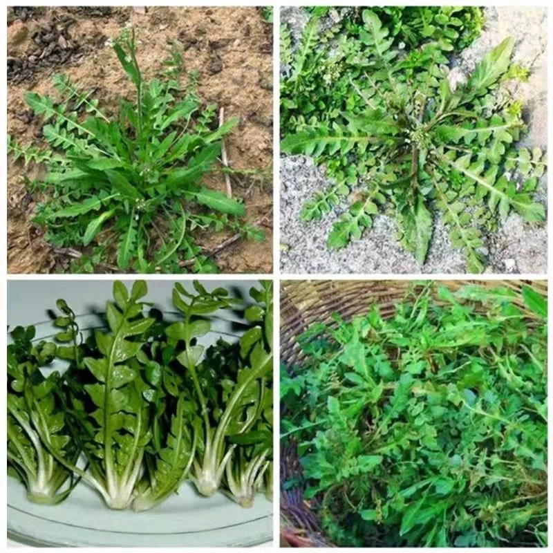 野荠菜种籽春冬季耐寒野菜荠菜种子阳台专用四季播蔬菜种籽