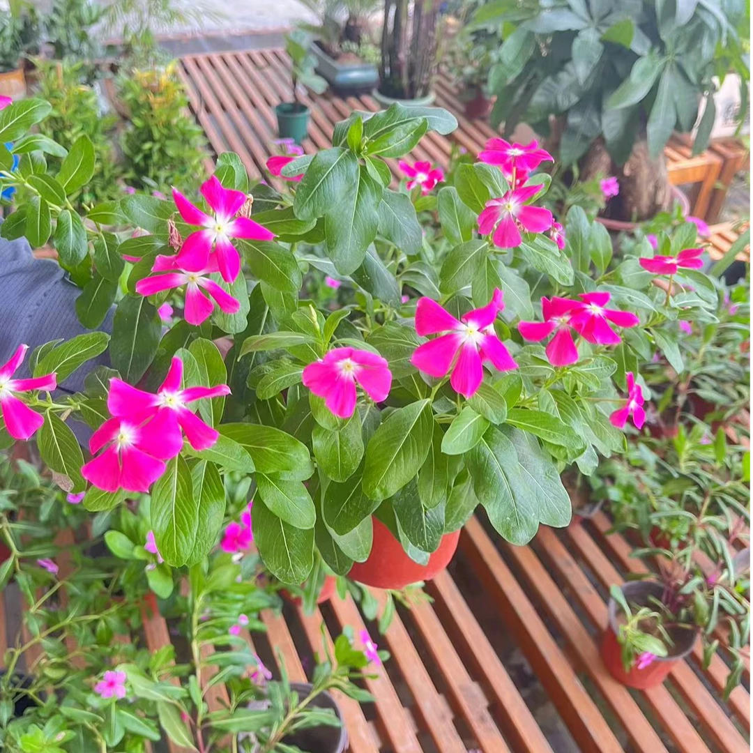 长春花适合室内阳台摆件