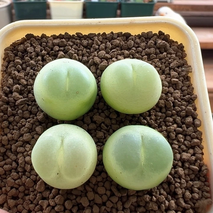 483/sh1200拉登量拍5年