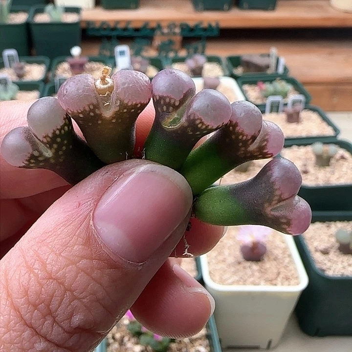 一*815。1802.1粉眼豆豆。