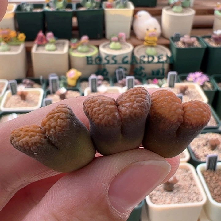 671。1808.4超级蛋糕3颗 福利