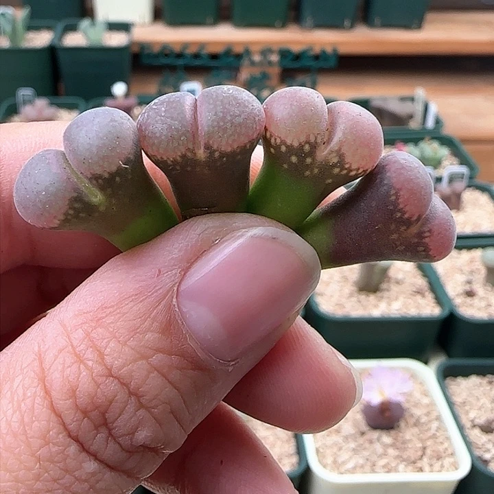 807。正版白花。cm10 量拍。手上随机一颗