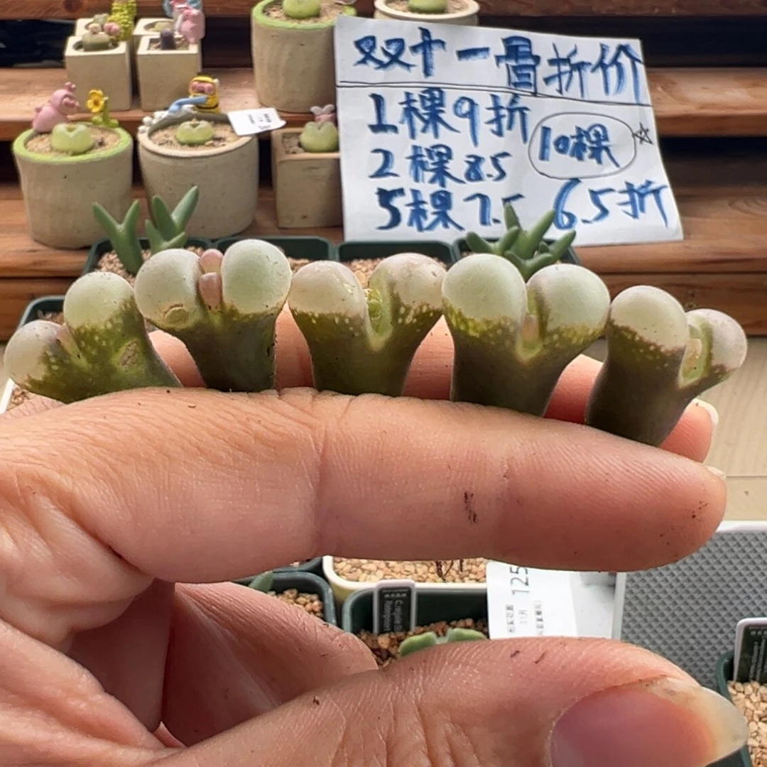 160。青蛙白窗b23. 默认干疤。随机一颗