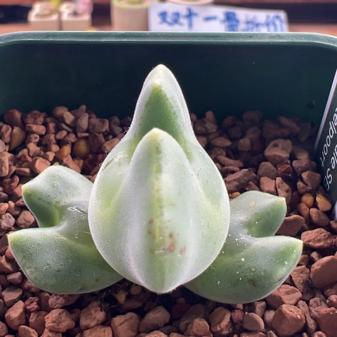 125。青蛙优选大眼空蝉三头母本。限时秒