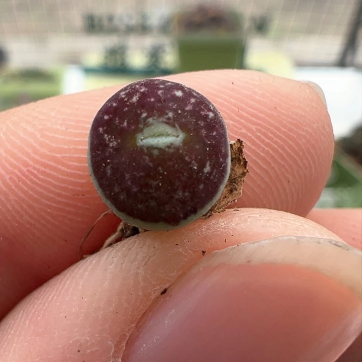 67。 青蛙青花瓷XBO.