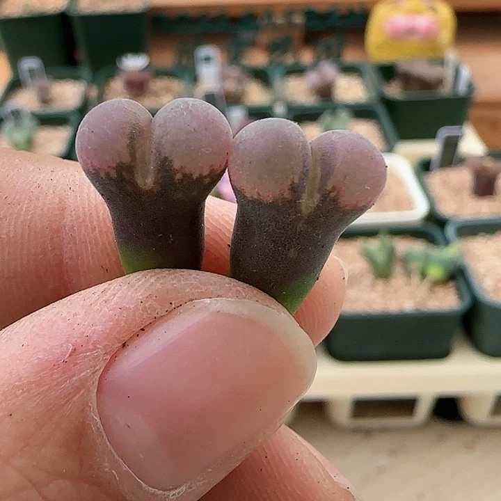 905。青蛙种源pv1089鲑鱼粉。手上随机一颗