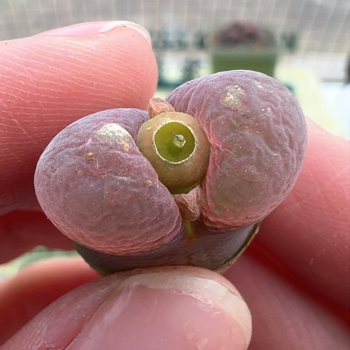 绰*109/青蛙种源春见