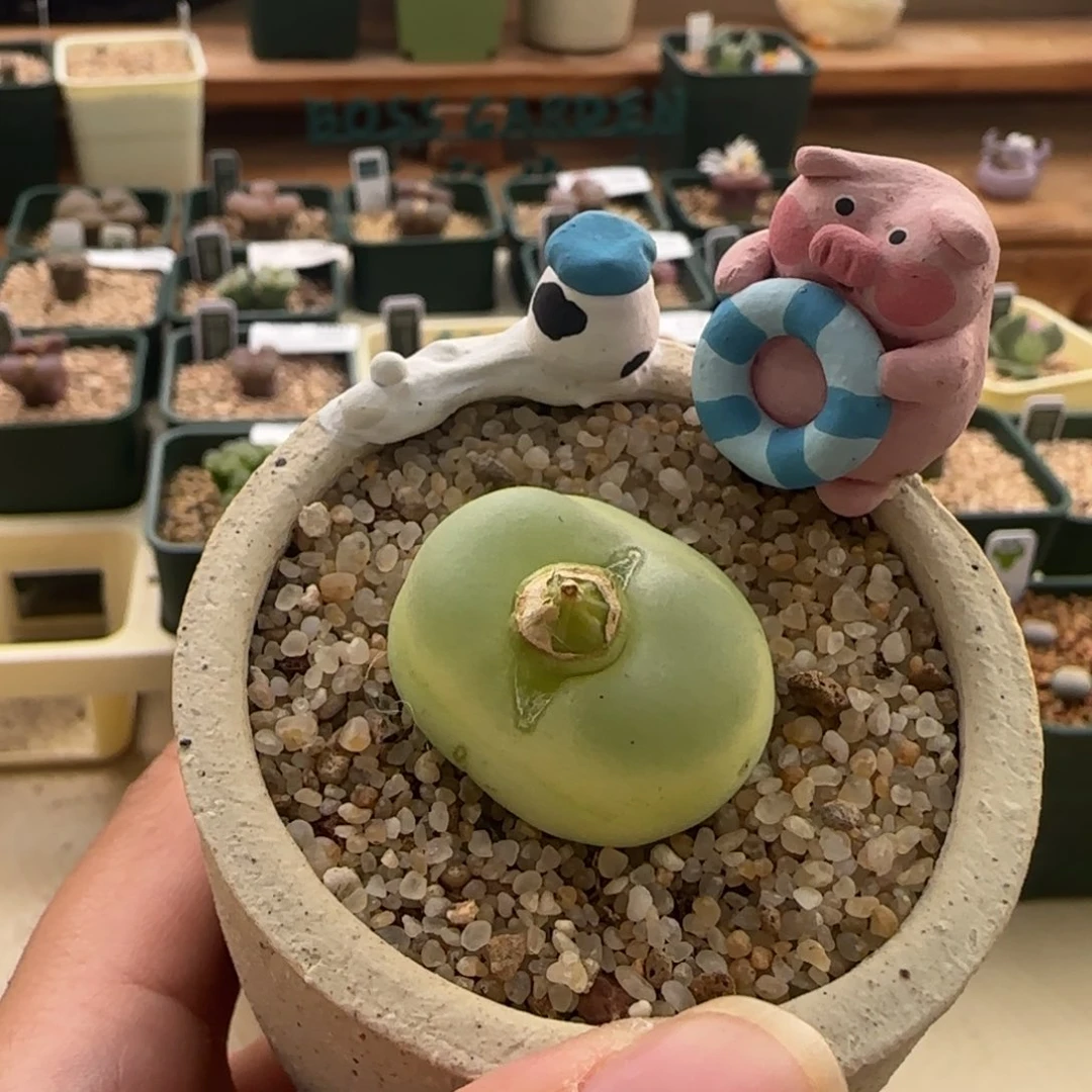 389。1200拉登母本。