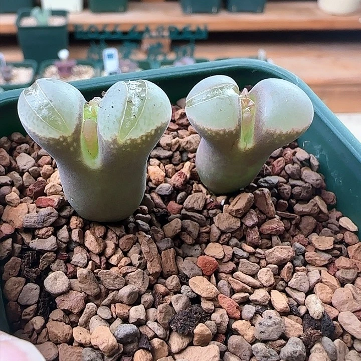 850。 青蛙b23网红风铃。四年母本 两颗里随机一颗