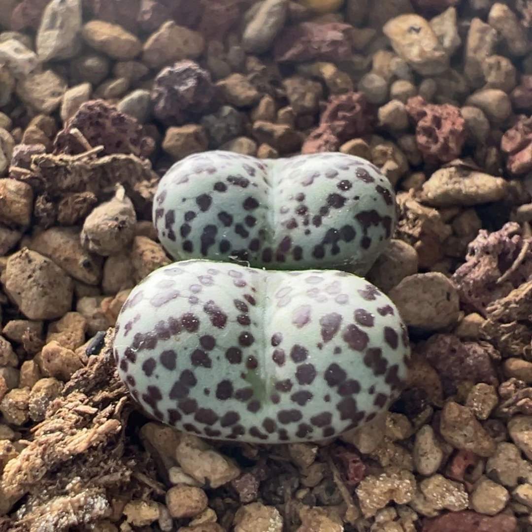 762。青蛙优选ts603奶牛安贞