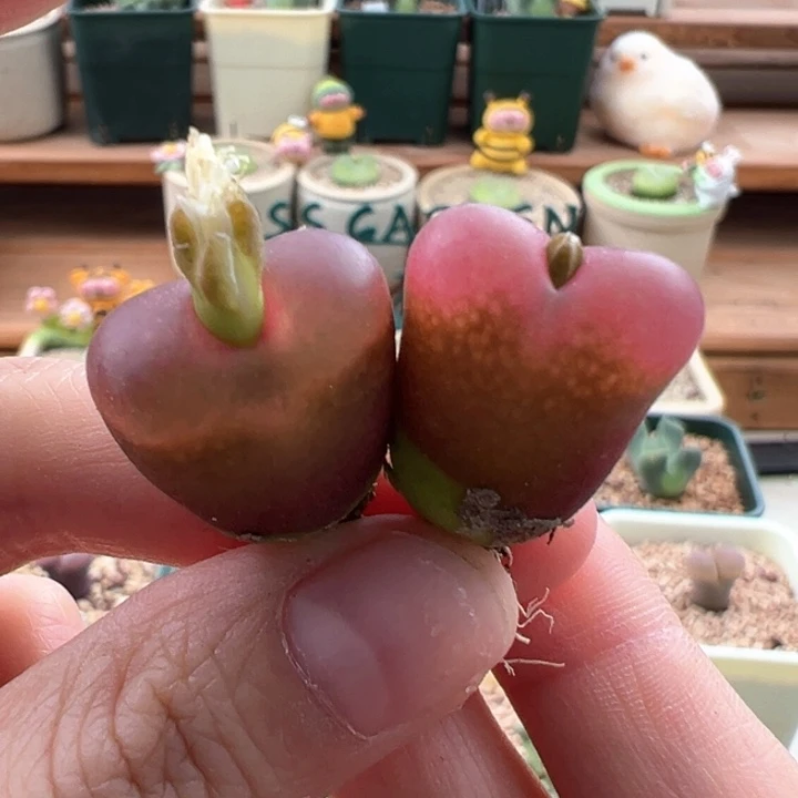 459/吕氏车厘子红cp两颗