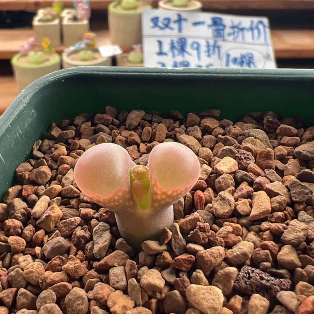 153。青蛙se肯哈德。小小母本。