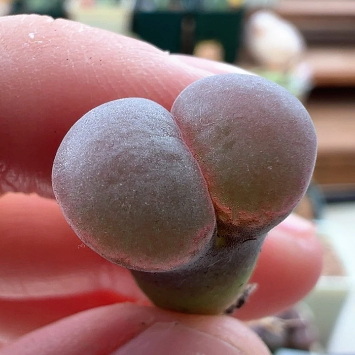 445/pnsp周正株仙仙株