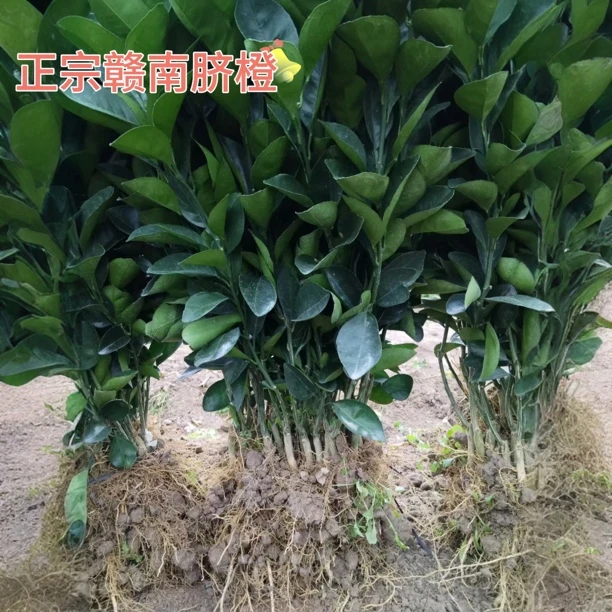 正宗赣南脐橙纽荷尔苗橙子果树