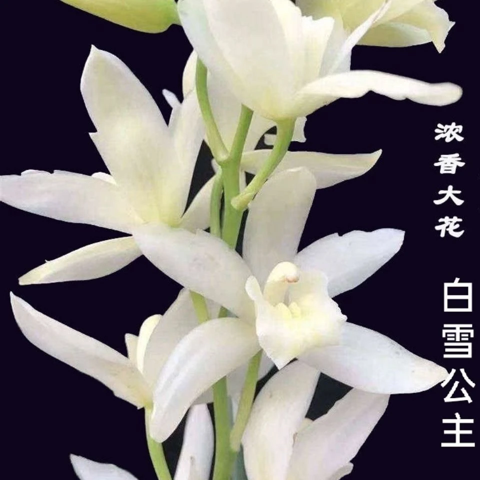 【精品】白雪公主开花香型兰花室内绿植花卉绿植易活花卉大全