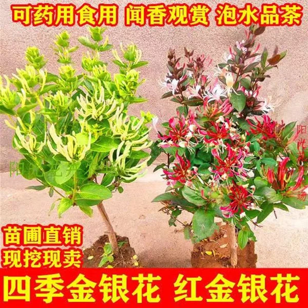 四季金银花树苗盆栽地栽药用食用闻香观赏泡茶南方北方开花防辐射