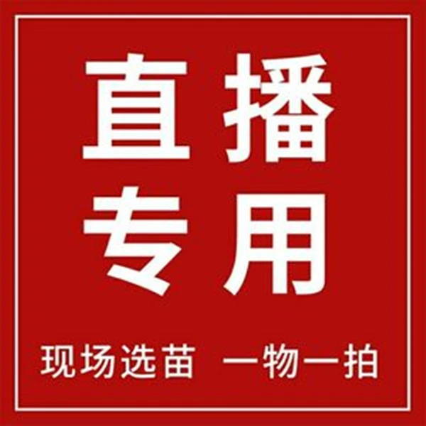 优质树苗基地直发一物一拍蓝莓