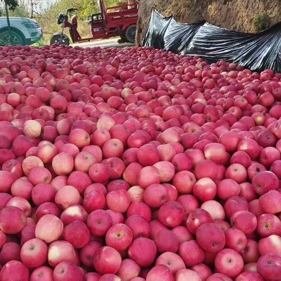 山西运城纸加膜红富士苹果