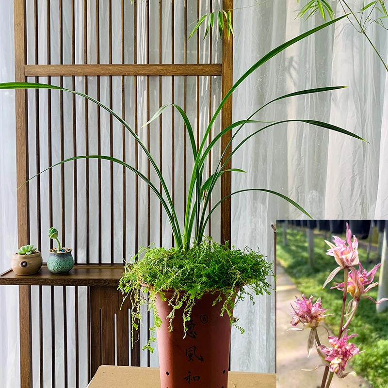 馥兰阁寒兰浓香红奇花 富贵临门 花卉盆景本地种植
