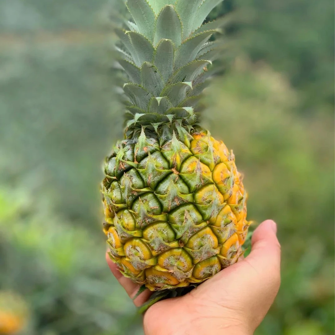 云南香水菠萝爆甜多汁新鲜采摘香甜应季水果凤梨整箱包邮5斤装