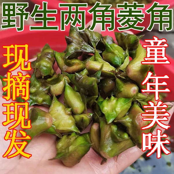 现摘纯野生两角菱角刺菱新鲜老菱角非大菱角洪湖小菱角粉糯1000g