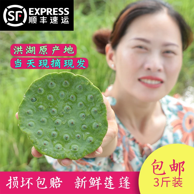 洪湖新鲜莲蓬现摘现发顺丰包邮当季嫩莲子生吃脆甜水果级孕妇零食