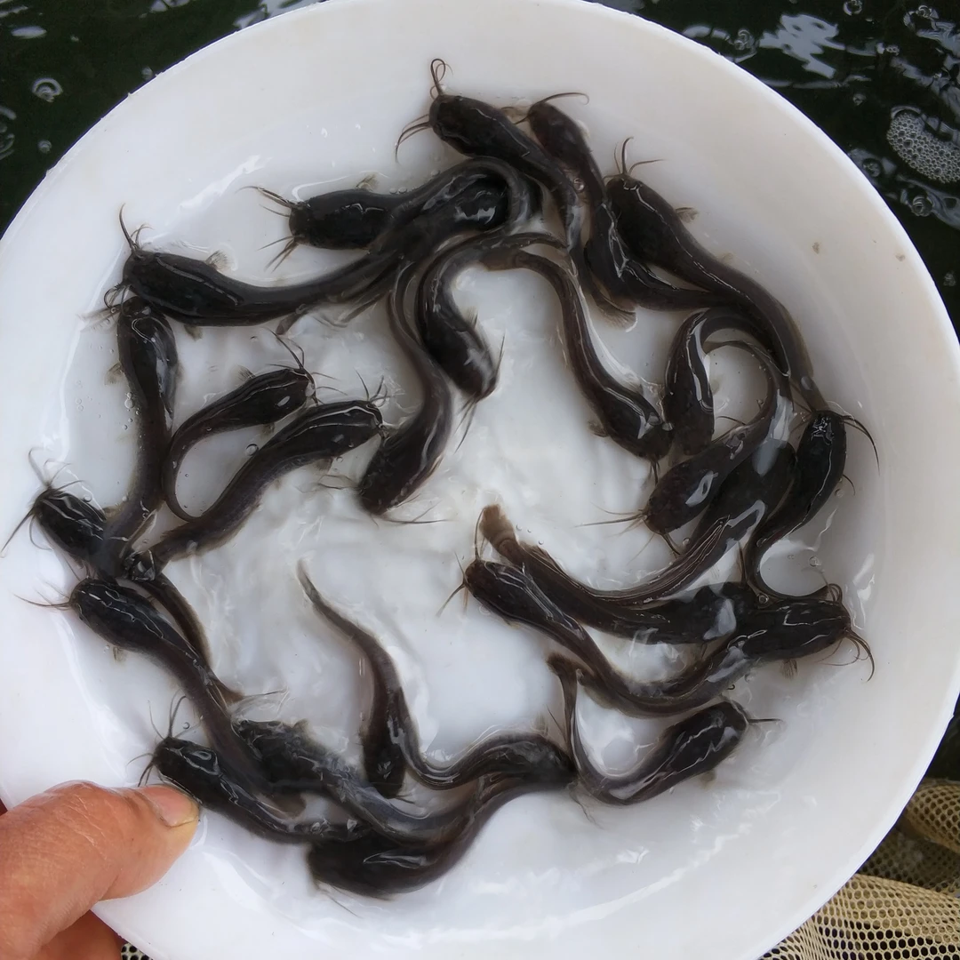 埃及塘虱鱼 革胡子鲶鱼 活体宠物好养耐活