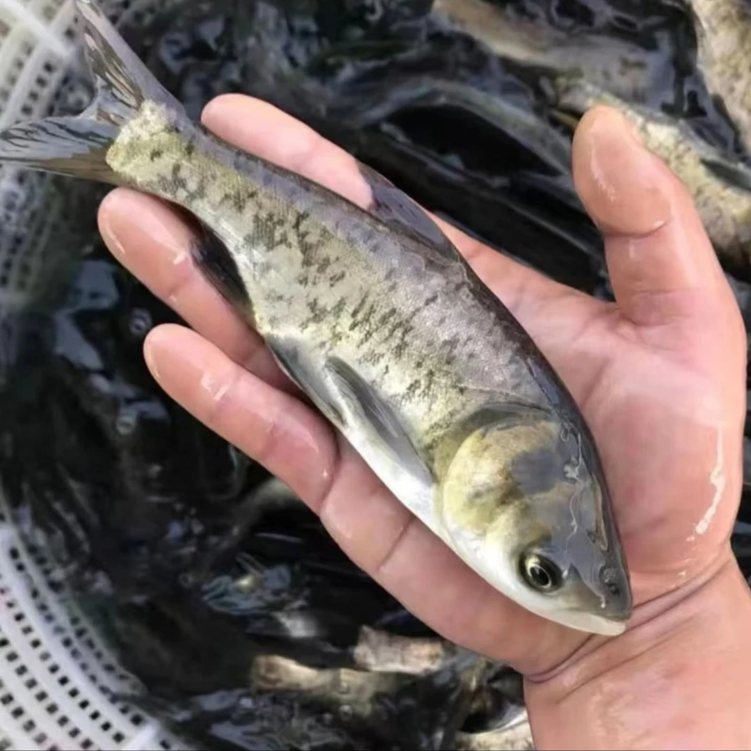 胖头鱼 花鲢鱼大头鱼 雄鱼 宠物水族