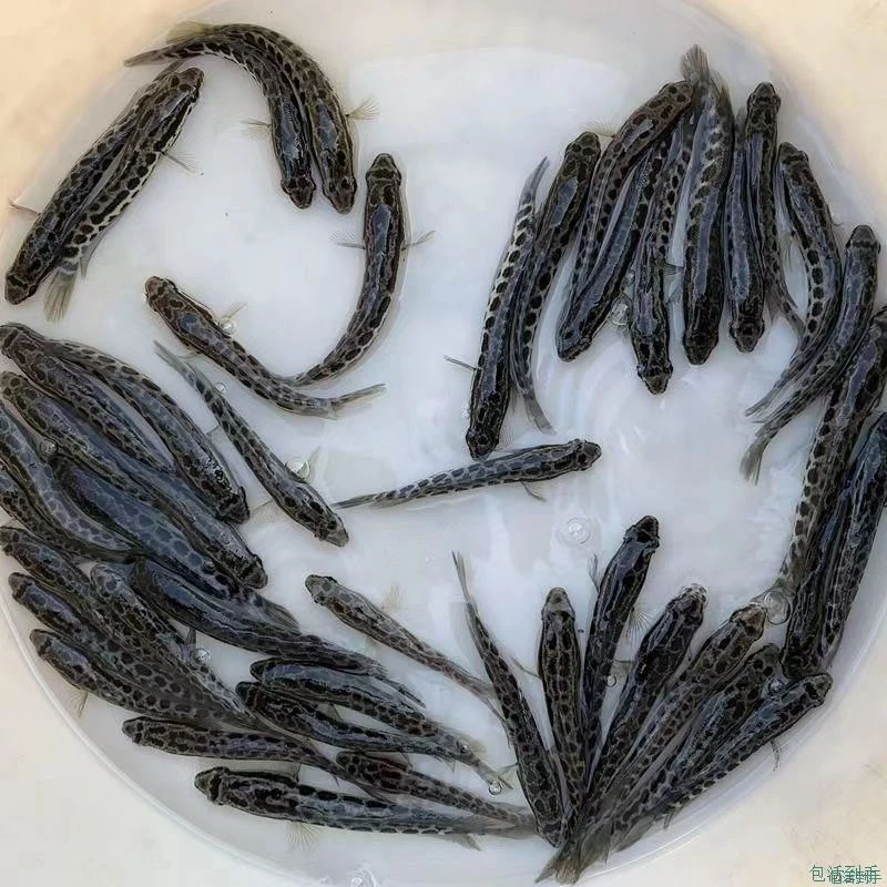 杂交黑鱼乌鱼苗生鱼淡水鱼活体鱼塘养殖财鱼